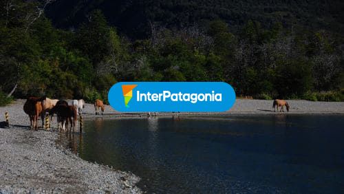 Caballos en la orilla del rio