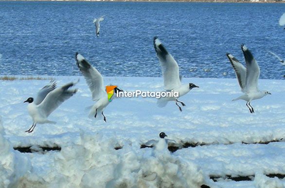 Gaviotas frente al lago - Caviahue