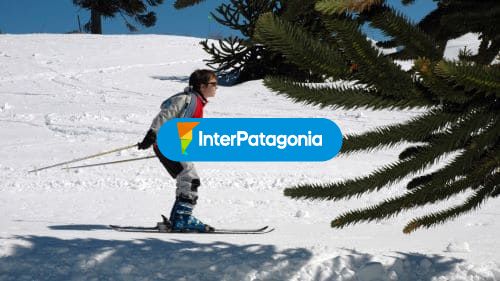 Entre araucarias