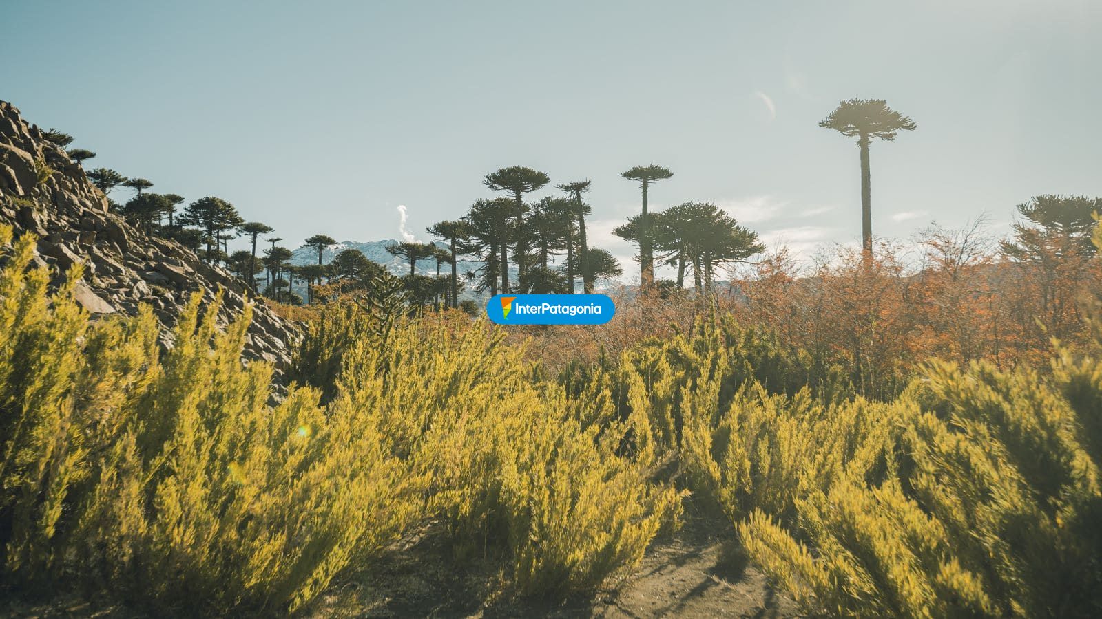 Laguna Alta - Caviahue