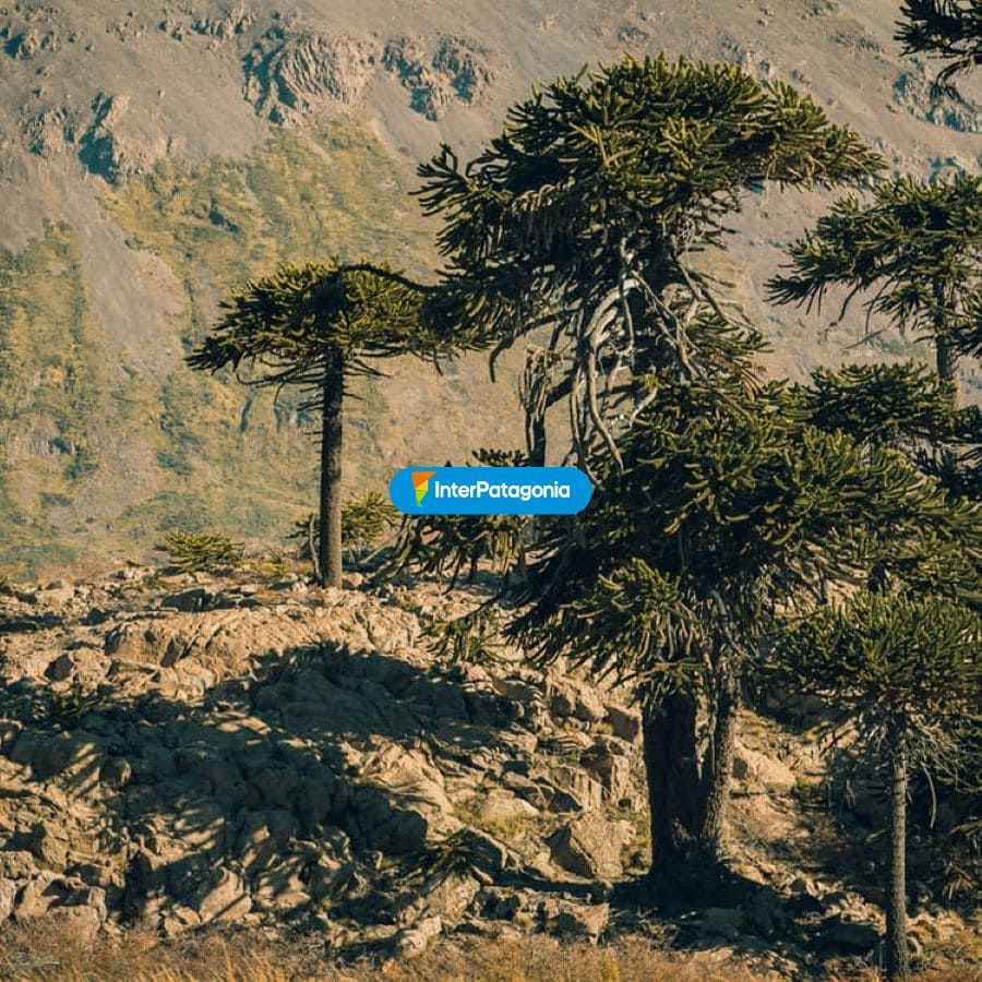 Araucarias - Caviahue