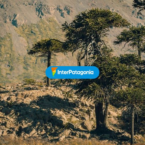 Araucarias
