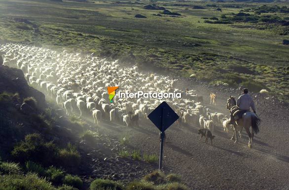 Prioridad de paso...la veranada - Caviahue