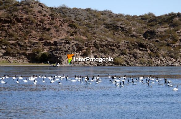 Cisnes en la Isla Jordn - Cipolletti