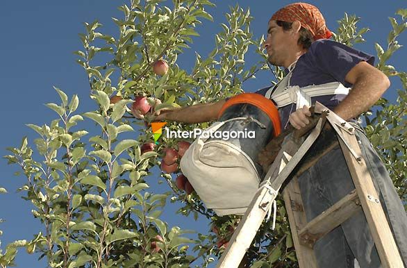 Cosecha de la Red - Cipolletti