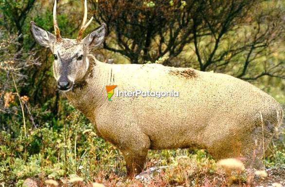 El huemul - Cochrane