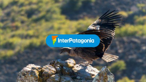 Condor 