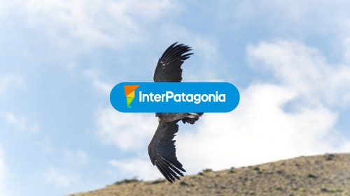 Condor