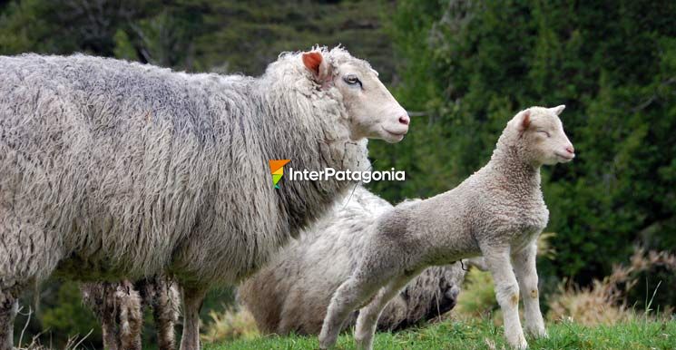 Tiernas miradas - Coyhaique