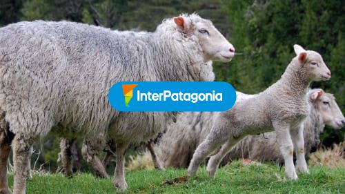 Tiernas miradas