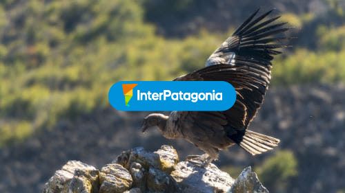 Condor 