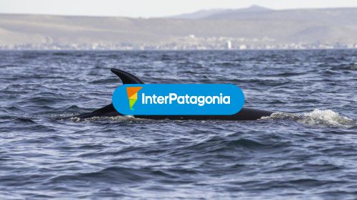 Cola de ballena