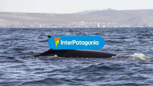Cola de ballena