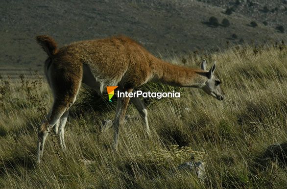 Guanaco pastando - Comodoro Rivadavia