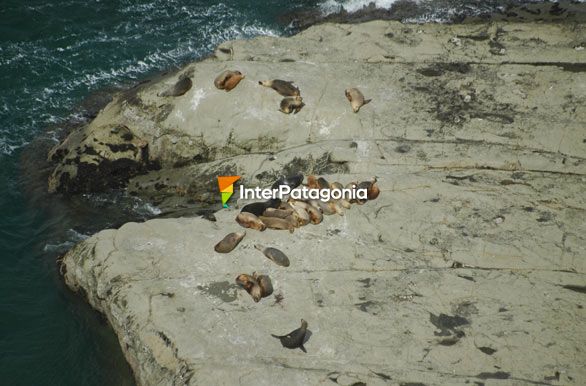 Lobos en Punta del Marqus - Comodoro Rivadavia