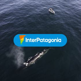 Proyecto ballena