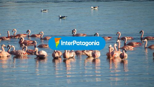 Flamencos en la laguna