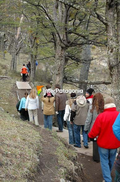 Caminata por el bosque de lengas - El Calafate