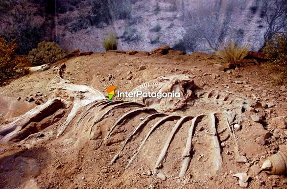 Abelisauridae indet. Rplica - Villa El Chocn