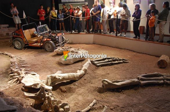 El 80% de su esqueleto fsil, Giganotosaurus - Villa El Chocn