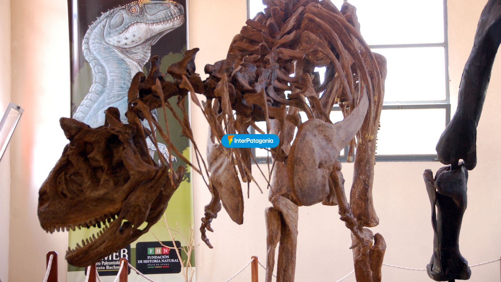 Esqueleto de dino, museo - Villa El Choc�n