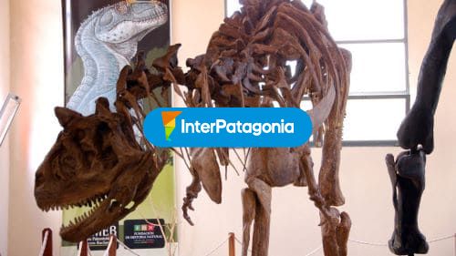 Esqueleto de dino, museo