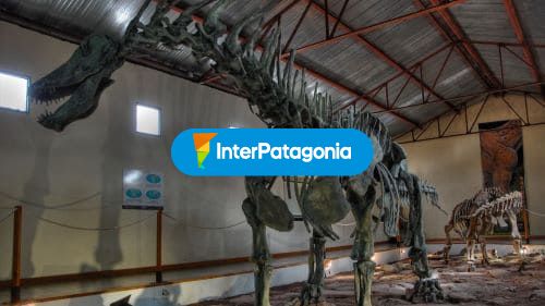 Remains of the Gigantosaurus
