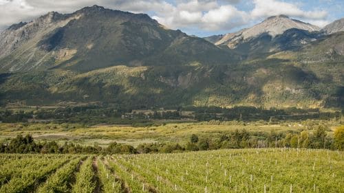 Agroturismo en El Hoyo: producción de frutas finas, miel y vino