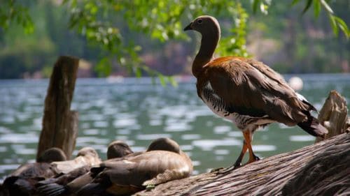 Aves