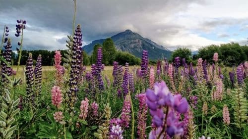 Chochos y la montaña