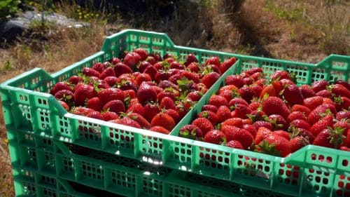 Frutillas