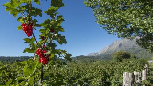 Hermosos frutos