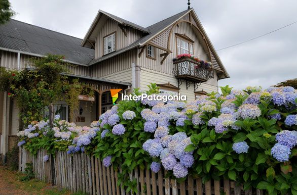 Hortensias en Frutillar - Frutillar