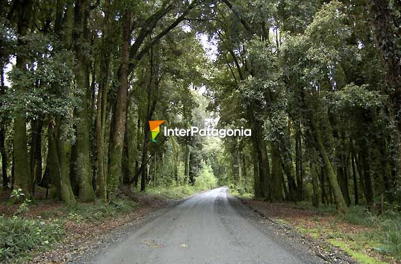 Bosque milenario Quilin - Futrono