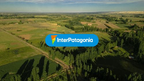 Hectáreas de viñedos