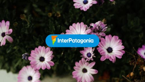 Hermosas flores