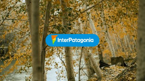 Los arboles en otoño 