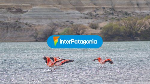 Flamencos en el rio Negro