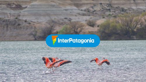 Flamencos en el rio Negro