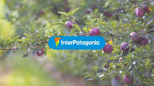 Fruticultura