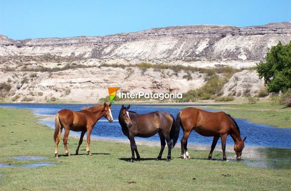 Zona Paso Crdoba - General Roca