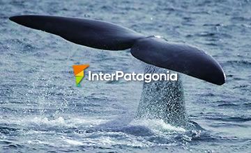 Whales in Patagonia