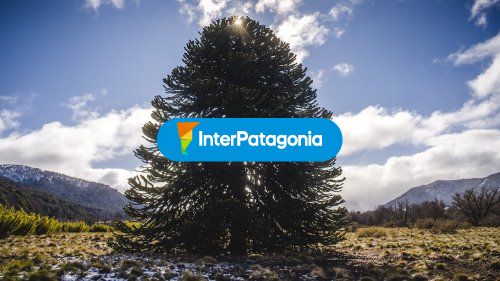 Araucaria