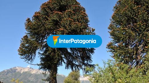 Araucarias
