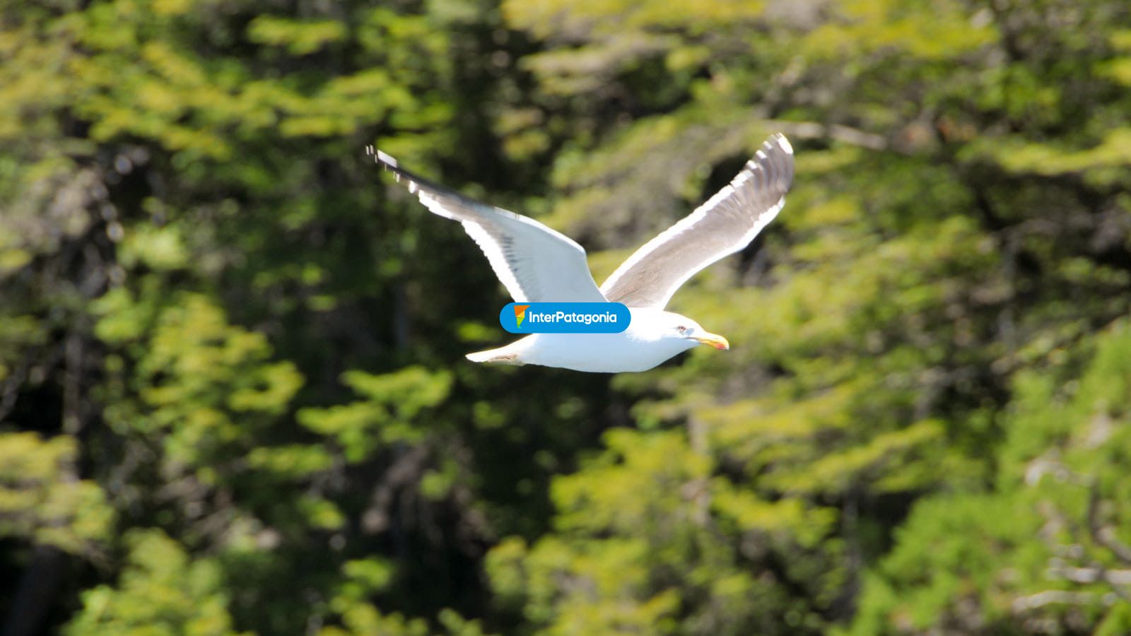 Avistaje de aves - Jun�n de los Andes