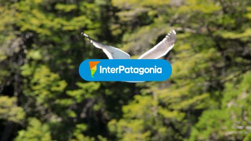 Avistaje de aves