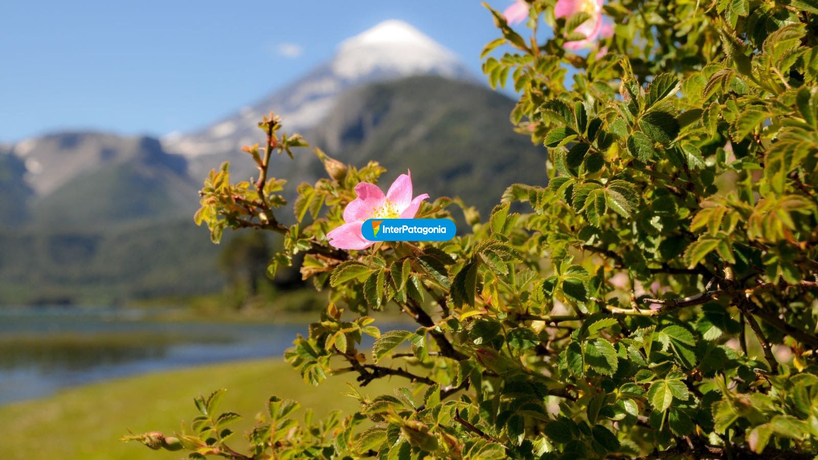 Flora - Jun�n de los Andes