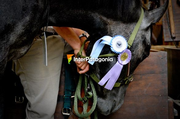 Los mejores animales de la provincia, Expo Rural de Neuqun - Junn de los Andes