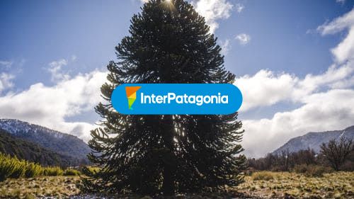 Araucaria
