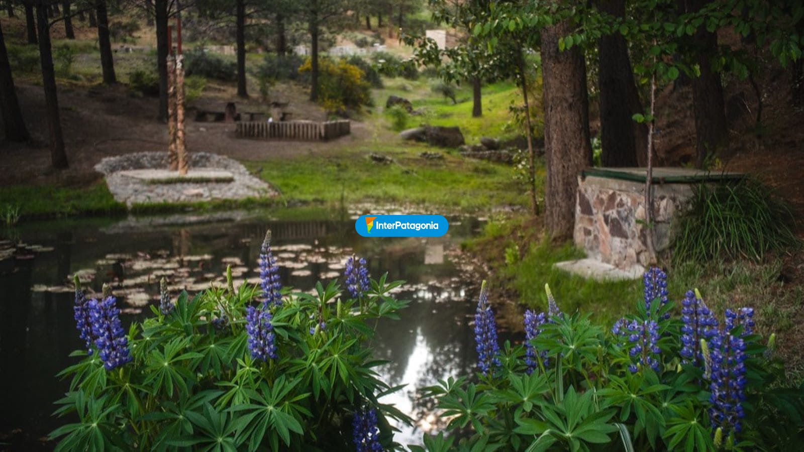 Laguna y flora - Jun�n de los Andes
